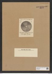 Actinoptychus huettingerianus Tr. et. Witt. (de-Toni-Nr.: Genus 227, Species 5527) Zeichnungen Sammlung Grunow Nr. 9561 (NHMW-BOT-W0379366)